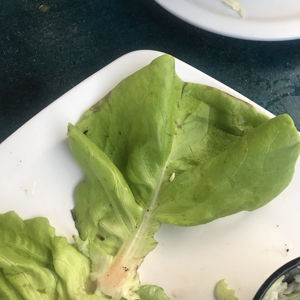 The Reef - More of the dirty lettuce for the appetizer. Avoid this. - American Near Me - Boise, Idaho The Reef - More of the dirty lettuce for the appetizer. Avoid this. - American Near Me - Boise, Idaho