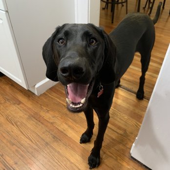 Oradell Animal Hospital - Ollie boy - Veterinarians Near Me - Paramus, New Jersey Oradell Animal Hospital - Ollie boy - Veterinarians Near Me - Paramus, New Jersey
