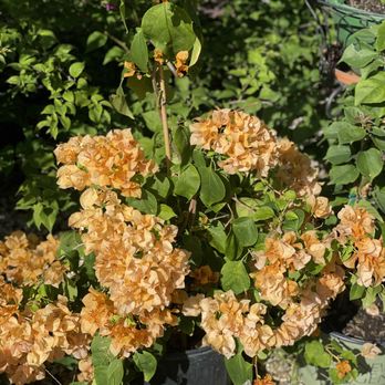 Rodriguez Nursery - Nurseries & Gardening Near Me - Houston, Texas Rodriguez Nursery - Nurseries & Gardening Near Me - Houston, Texas
