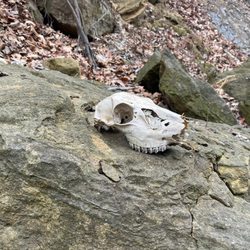 Dolliver Memorial State Park - Deer skull.