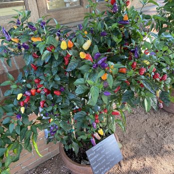 Chicago Botanic Garden - Colorful peppers - Botanical Gardens Near Me - Glencoe, Illinois
