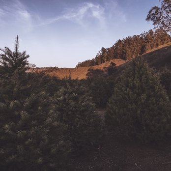 4-C's Christmas Tree Farm - Christmas Trees Near Me - Half moon Bay, California