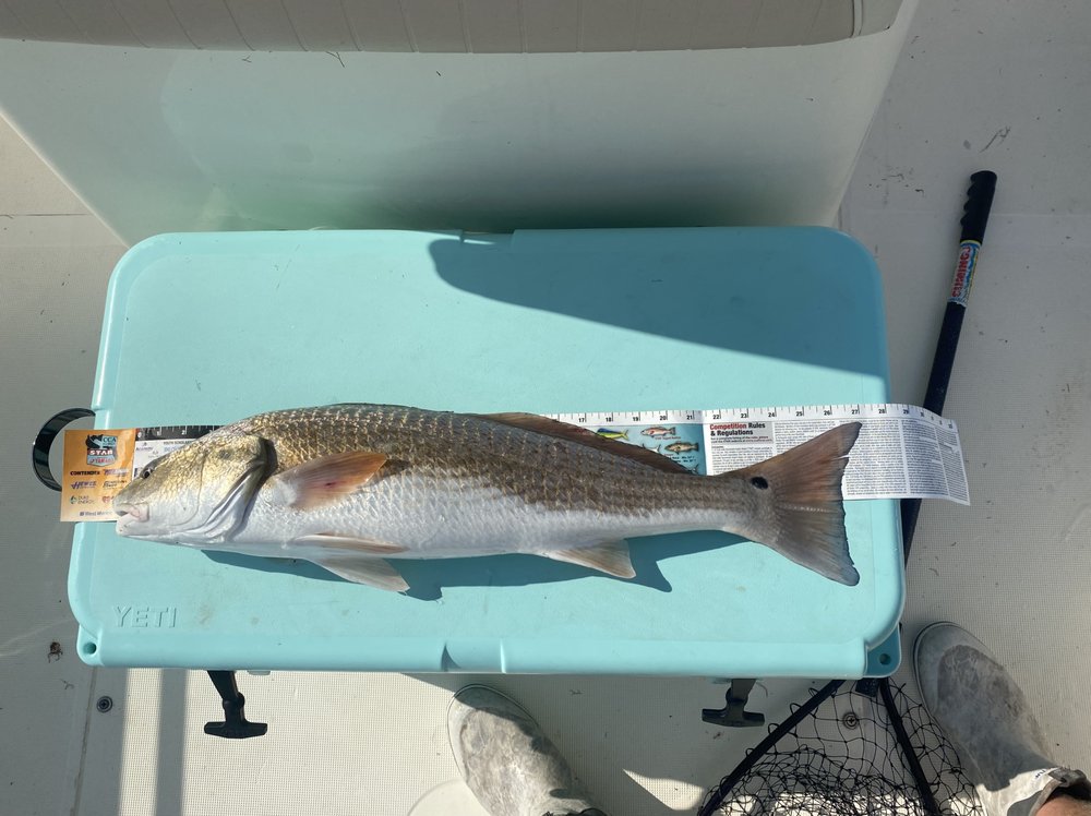 Insight Fishing Logo