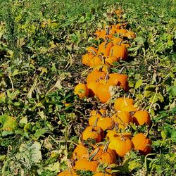 Lehmans Orchard