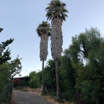 Peterson's Tree Care - Before frond removal - Tree Services Near Me - Santa Barbara, California Peterson's Tree Care - Before frond removal - Tree Services Near Me - Santa Barbara, California