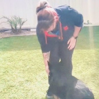 Pawsitive Collective - Pet Training Near Me Pawsitive Collective - Pet Training Near Me