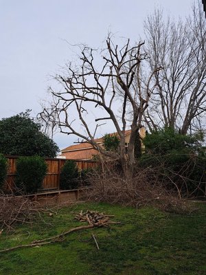 Tree trimming - I can trim any type of tree in your house and business.call today free estimates. Tree trimming - I can trim any type of tree in your house and business.call today free estimates.