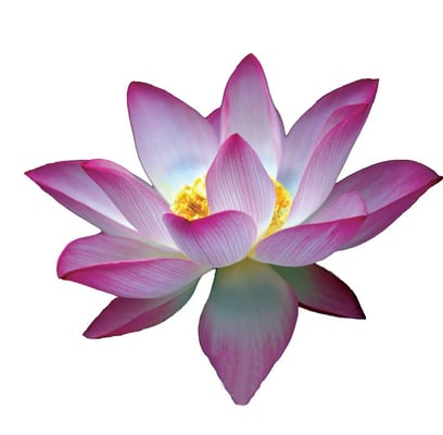LOTUS TOUCH THERAPEUTIC MASSAGE & BODYWORK - Updated August 2025 - 1212