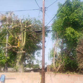 Inexpensive Tree Services - Tree Services Near Me - Los Angeles, California