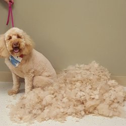Klondike Kennels