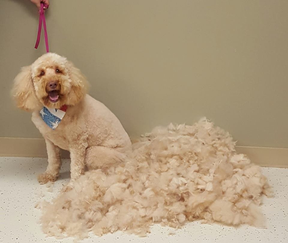 KLONDIKE KENNELS Updated August 2024 3664 North 250 W, West