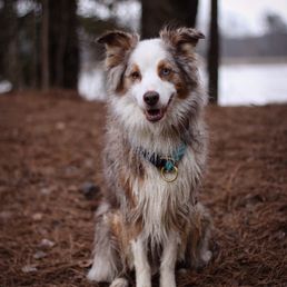 My dog for reference My dog for reference