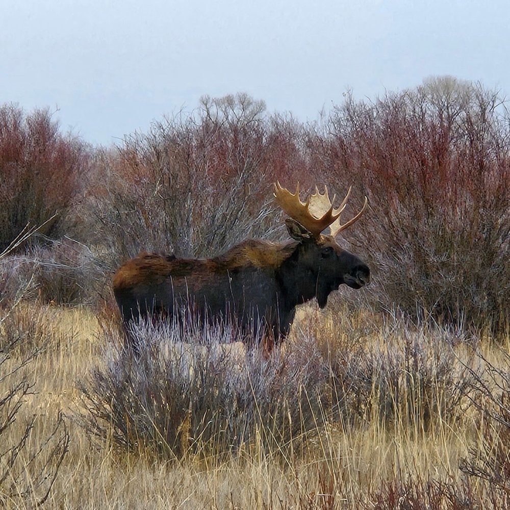 Jemas Ranch - Moose on the loose - Fishing Near Me - Daniel, Wyoming