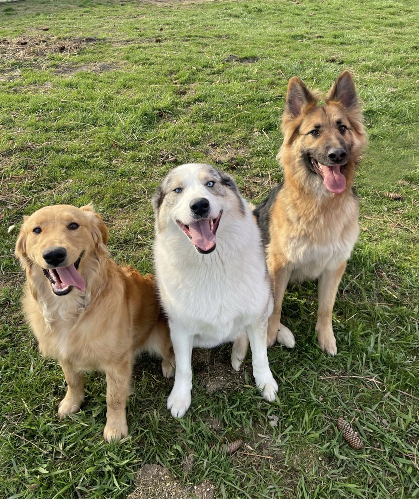 PET ZONE DOG GROOMING Updated October 2024 12 Photos 157 S