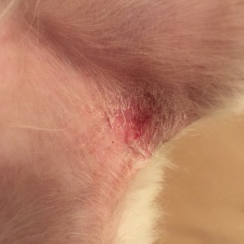 Petco - wound in groin area due to groomer's incompetence. - Pet Stores Near Me - La Habra, California Petco - wound in groin area due to groomer's incompetence. - Pet Stores Near Me - La Habra, California