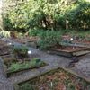 Medicinal Herb Garden gift card