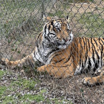 Carolina Tiger Rescue - Gorgeous Tiger - Animal Shelters Near Me - Pittsboro, North Carolina Carolina Tiger Rescue - Gorgeous Tiger - Animal Shelters Near Me - Pittsboro, North Carolina