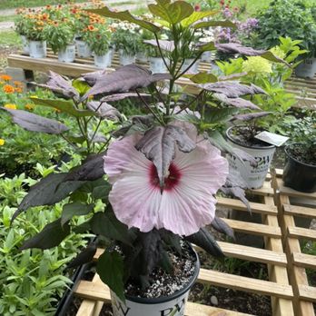 Rehoboth Nurseries - One of our newest selection of hibiscus - Nurseries & Gardening Near Me - Rehoboth, Massachusetts Rehoboth Nurseries - One of our newest selection of hibiscus - Nurseries & Gardening Near Me - Rehoboth, Massachusetts