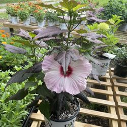 Rehoboth Nurseries - One of our newest selection of hibiscus