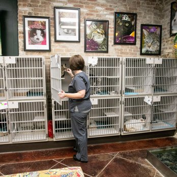 The Cat Practice - Our practice provides a relaxing and spacious boarding cattery for our feline guests, and we offer morning drop-offs for your... - Veterinarians Near Me - New Orleans, Louisiana The Cat Practice - Our practice provides a relaxing and spacious boarding cattery for our feline guests, and we offer morning drop-offs for your... - Veterinarians Near Me - New Orleans, Louisiana