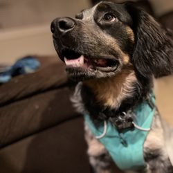 Brookside Veterinary Hospital - Woody comes from afar to visit Dr Zingsheim and her staff