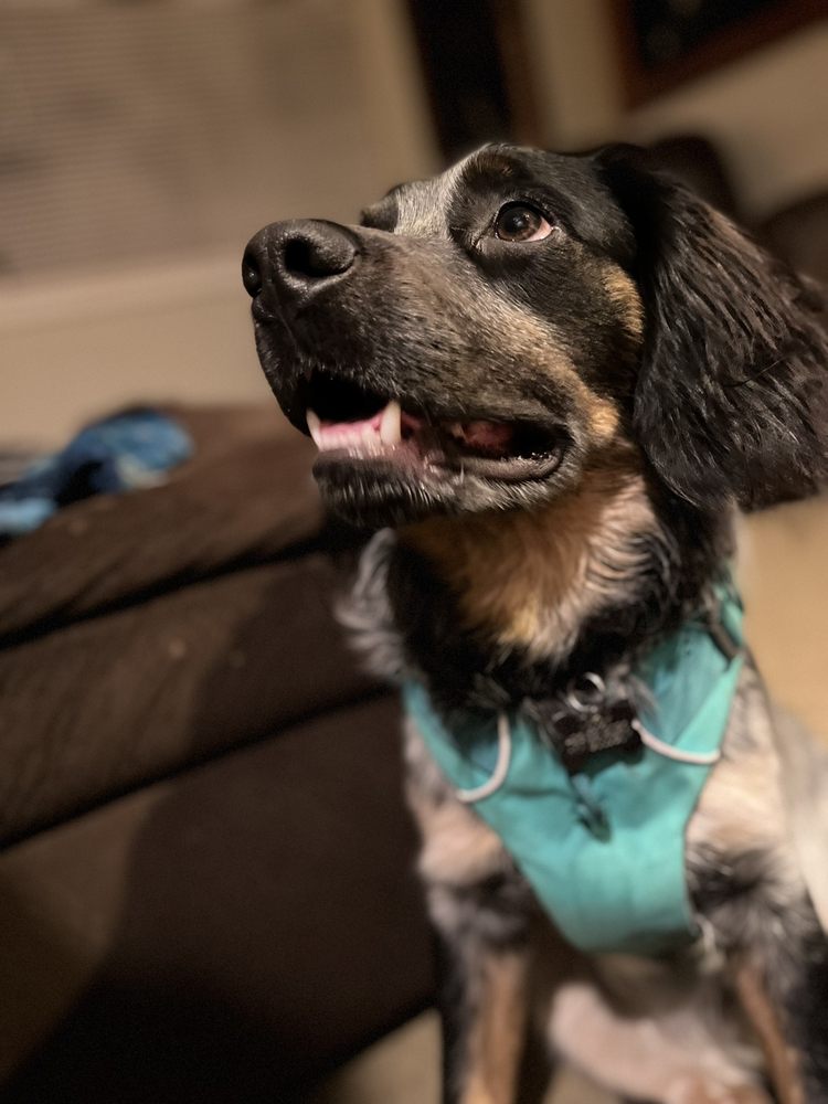 BROOKSIDE VETERINARY HOSPITAL Updated September 2024 10 Photos & 38