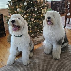 Precision Paws - Louis & George - both clients of Precision Paws