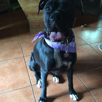 Doggy Land Grooming - Penny always looks great when she leaves DoggyLand! - Pet Groomers Near Me - Downey, California Doggy Land Grooming - Penny always looks great when she leaves DoggyLand! - Pet Groomers Near Me - Downey, California