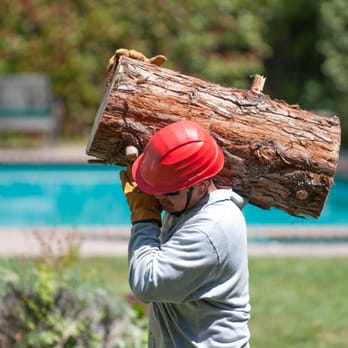 Tree Wise - Always working hard - Tree Services Near Me - Danville, California Tree Wise - Always working hard - Tree Services Near Me - Danville, California