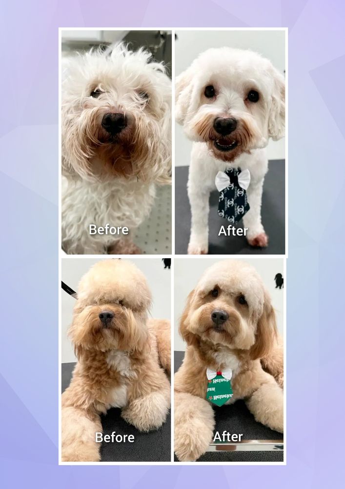 Detailed Dog Groomers Boca Raton Design in HD Detailed Dog Groomers Boca Raton Design in HD