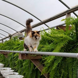 Plant Land Garden Center - Cat and fern friendly greenhouses
