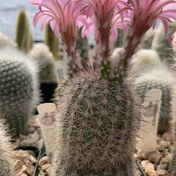 Arid Lands Greenhouses - Nurseries & Gardening Near Me - Tucson, Arizona Arid Lands Greenhouses - Nurseries & Gardening Near Me - Tucson, Arizona