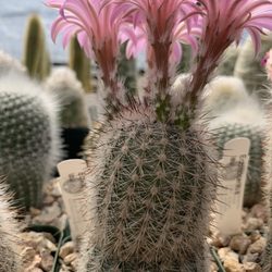 Arid Lands Greenhouses