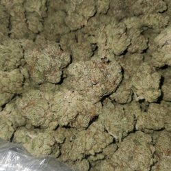 Prolific Plants - King Louie