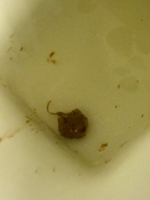 Haslett Primary Care