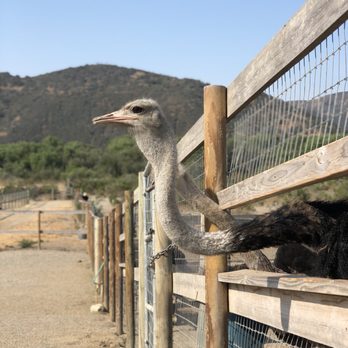 Ostrichland USA - Attraction Farms Near Me - Solvang, California Ostrichland USA - Attraction Farms Near Me - Solvang, California