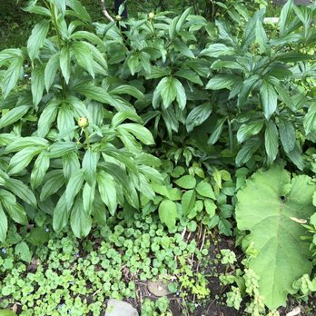 Remove My Poison Ivy - A friend of the homeowner tried to help - but left roots in the space providing an opportunity to really grow. - Tree Services Near Me Remove My Poison Ivy - A friend of the homeowner tried to help - but left roots in the space providing an opportunity to really grow. - Tree Services Near Me