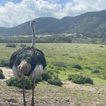 Ostrichland USA - Attraction Farms Near Me - Solvang, California Ostrichland USA - Attraction Farms Near Me - Solvang, California