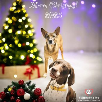 PurrFect Pets - Sadie & Zoë best FurrEnds Furrever! - Pet Boarding Near Me - Pearl River, Louisiana PurrFect Pets - Sadie & Zoë best FurrEnds Furrever! - Pet Boarding Near Me - Pearl River, Louisiana