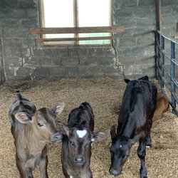 Grassy Cow Dairy - The baby calfs