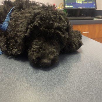 SoCal Pet Hospital - Puppy - Veterinarians Near Me - Murrieta, California SoCal Pet Hospital - Puppy - Veterinarians Near Me - Murrieta, California