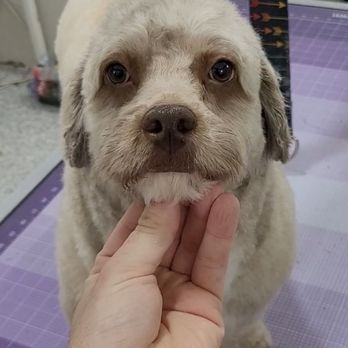Silky Pet Spa - Pet Groomers Near Me - Scottsdale, Arizona Silky Pet Spa - Pet Groomers Near Me - Scottsdale, Arizona
