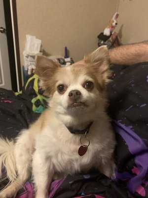 Animal Hospital On Teasley Lane 13 Photos 32 Reviews Veterinarians 3517 Teasley Ln Denton Tx Phone Number Yelp