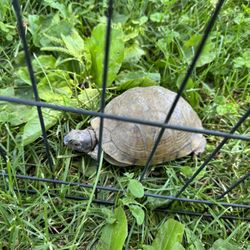 Cowboy Critters Mobile Petting Farm & Pony Rides - Turtle