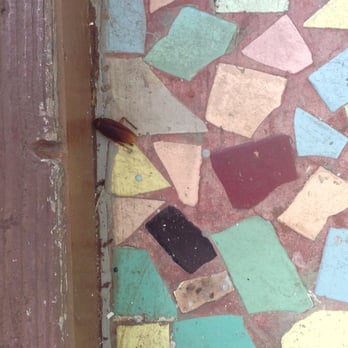 Key West Hideaways - Cockroach. Bugs everywhere - Vacation Rentals Near Me - Key West, Florida Key West Hideaways - Cockroach. Bugs everywhere - Vacation Rentals Near Me - Key West, Florida