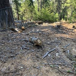 Tree Service Unlimited