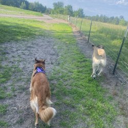 Bunker Hills Dog Park
