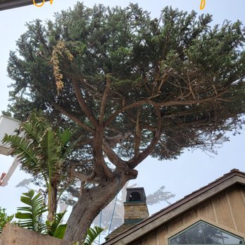 Spencer's Tree Service - Cypress tree before interior cleaning. - Tree Services Near Me - Carmel, California Spencer's Tree Service - Cypress tree before interior cleaning. - Tree Services Near Me - Carmel, California