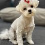 Photo of Little Paws Pet Grooming