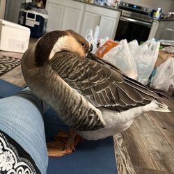 Avian Medical Center - Yoga goose wants to be close when mom's trying to exercise.